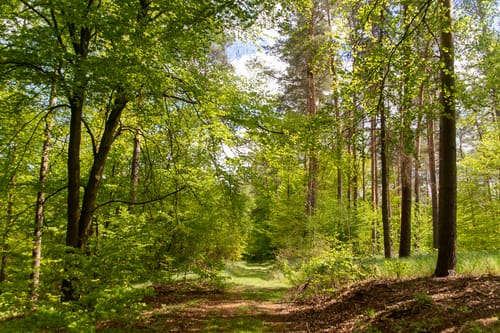 Eisenhammer Runde um die Schwedenberge