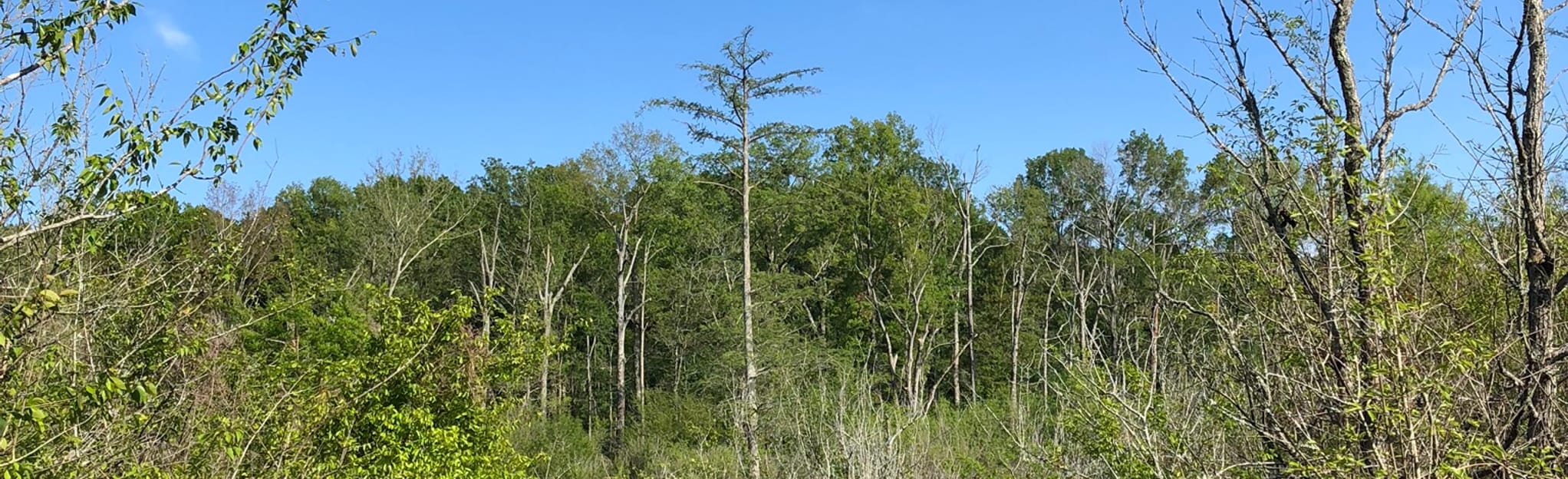 Bottomland Hardwood Trail, Arkansas 8 Reviews, Map AllTrails