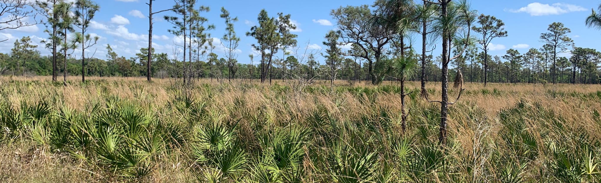 Little Manatee Red and Blue Hiking Trail Loop, Florida 99 Reviews