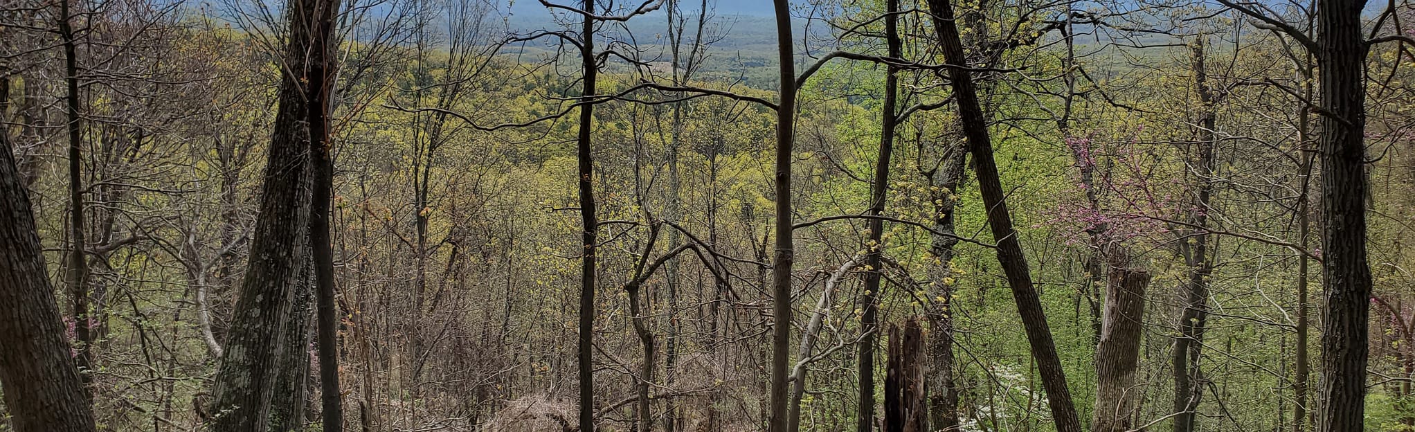 Gum Spring Trail 16 Reviews, Map West Virginia AllTrails