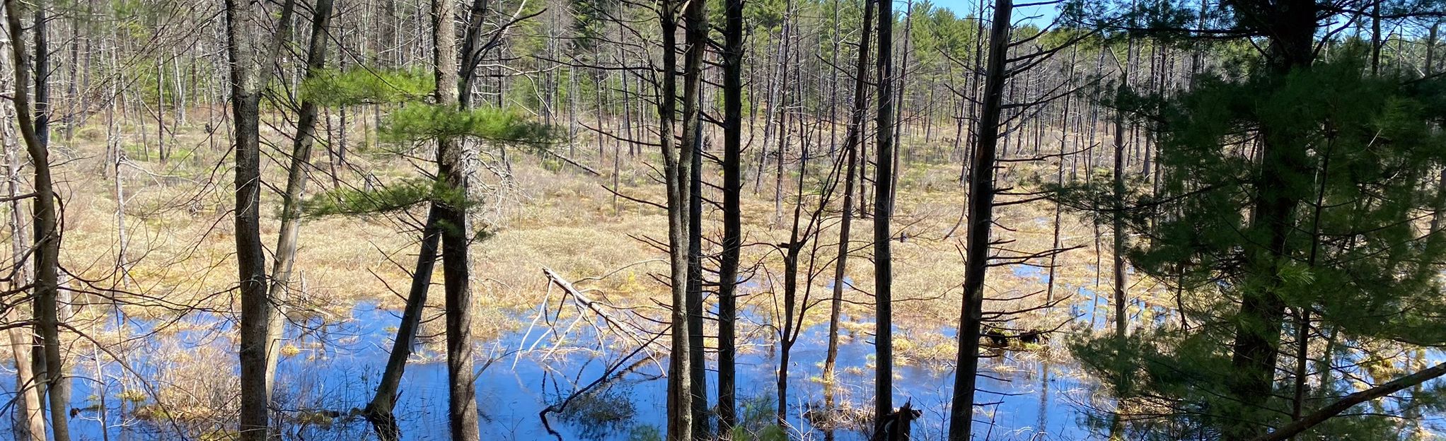 Litchfield State Forest Loop: 78 Reviews, Map - New Hampshire | AllTrails