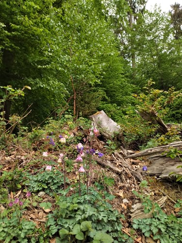 Vielbach Mogendorf Rundweg