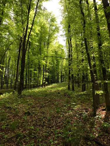 Vielbach Mogendorf Rundweg