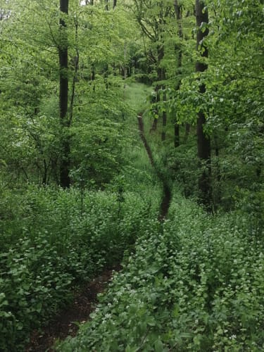 Breitenbach - Adam-Weber-Eiche - Elmshagen