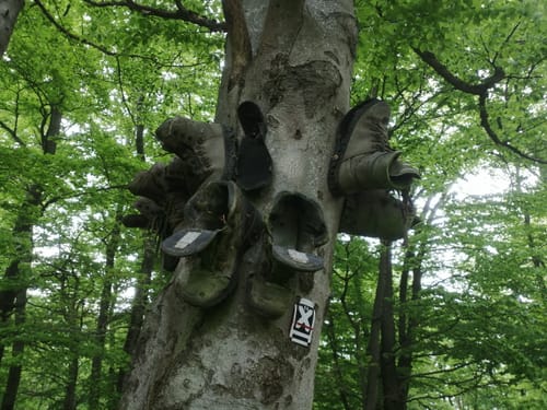 Breitenbach - Adam-Weber-Eiche - Elmshagen