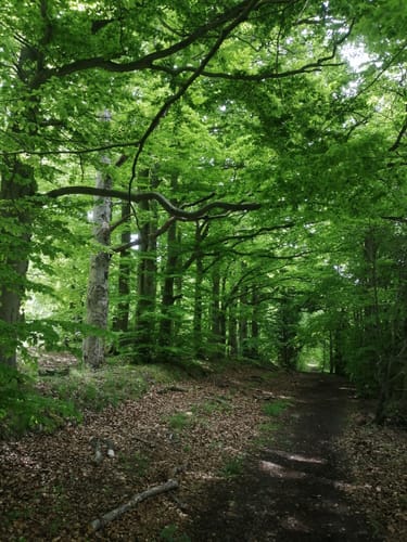 Breitenbach - Adam-Weber-Eiche - Elmshagen