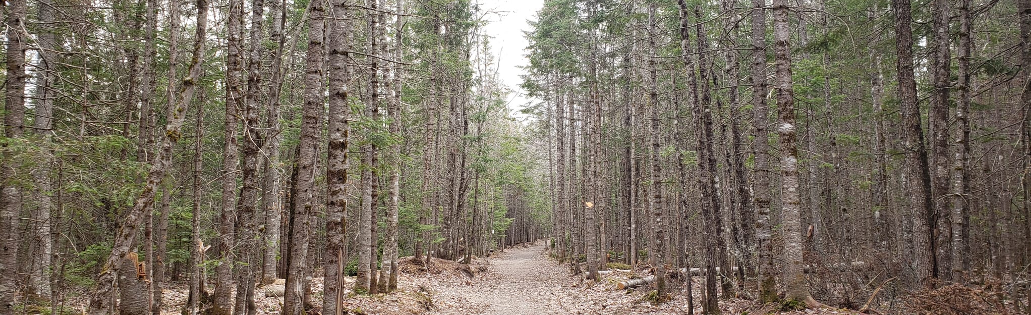 Hanwell Loop 120 foto's New Brunswick, Canada AllTrails