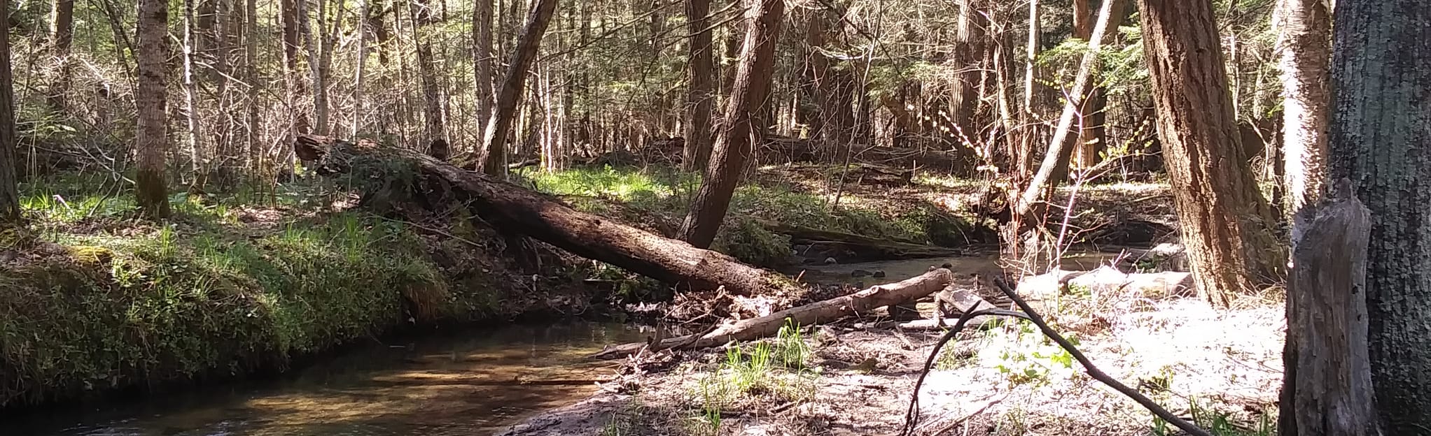 Murphy Lake Trail Michigan AllTrails