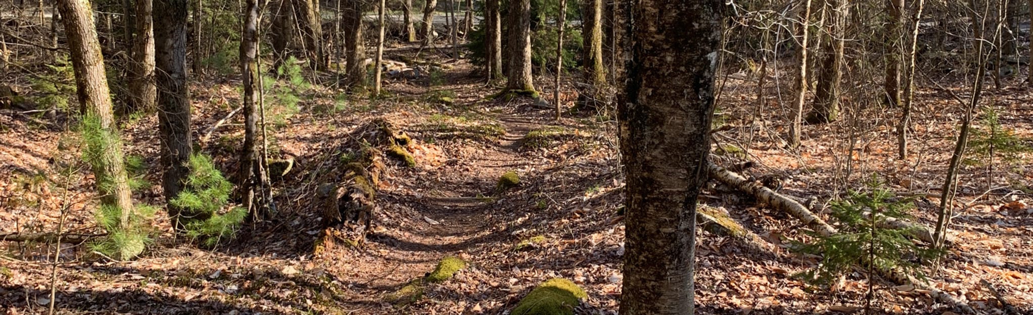 Dyken Pond Spring Trail New York AllTrails