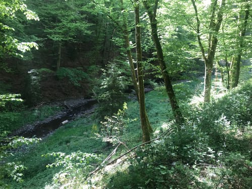 Daleiden (Naturpark Südeifel Wanderweg Nr. 3)