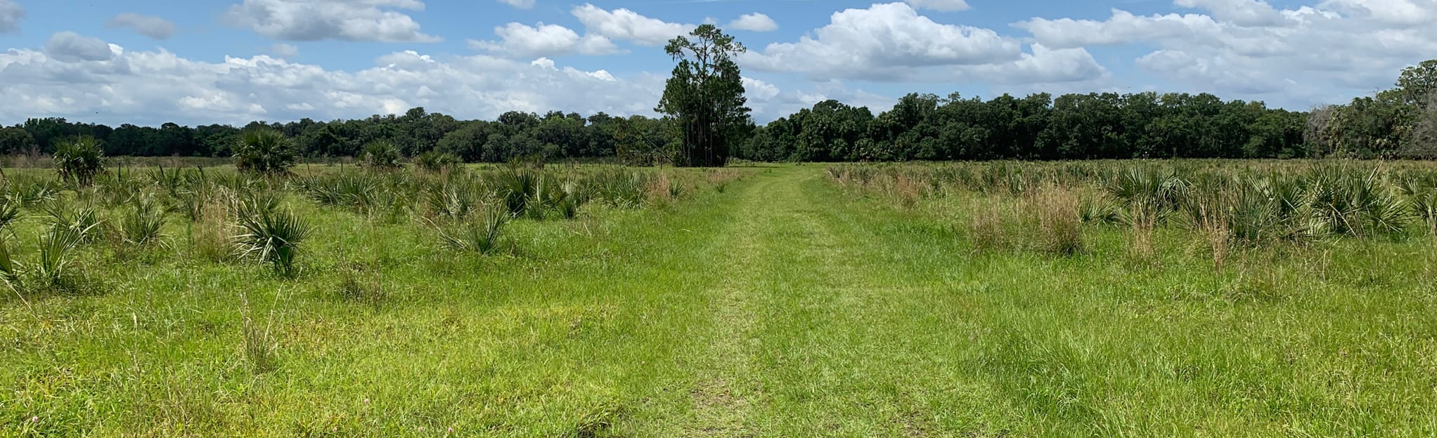 Brickyard Slough Red Trail, Florida - 117 Reviews, Map | AllTrails