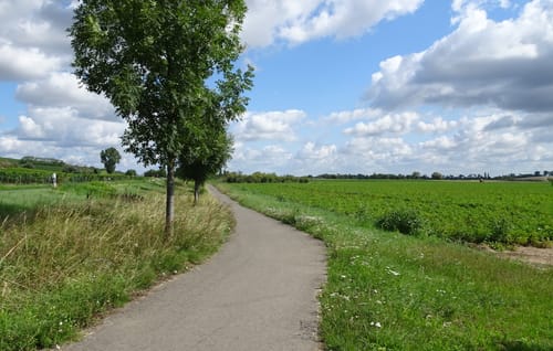 Guntersblum - St. Ilgen - Rheinterrassenroute - Rhein Radweg