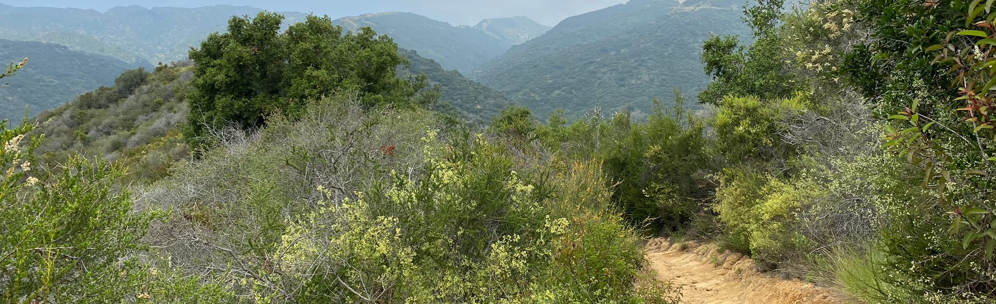 Sullivan Fire Road to Backbone Trail Loop - California | AllTrails