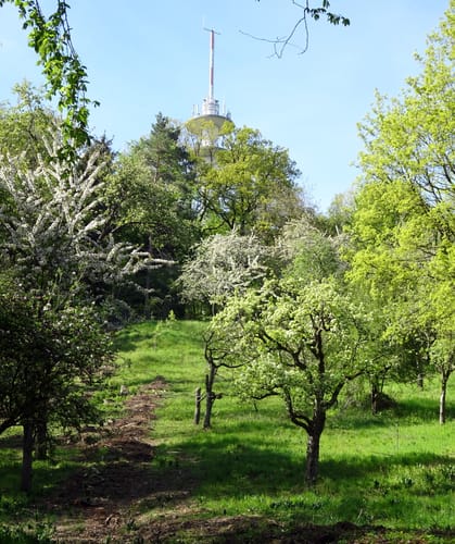MTB: Funkturm Dühren und Steinsberg