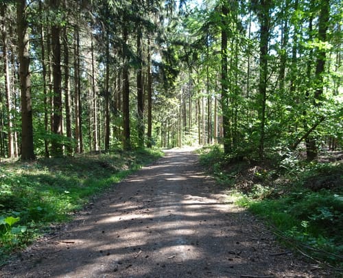 MTB Königstuhltour über Meckesheim
