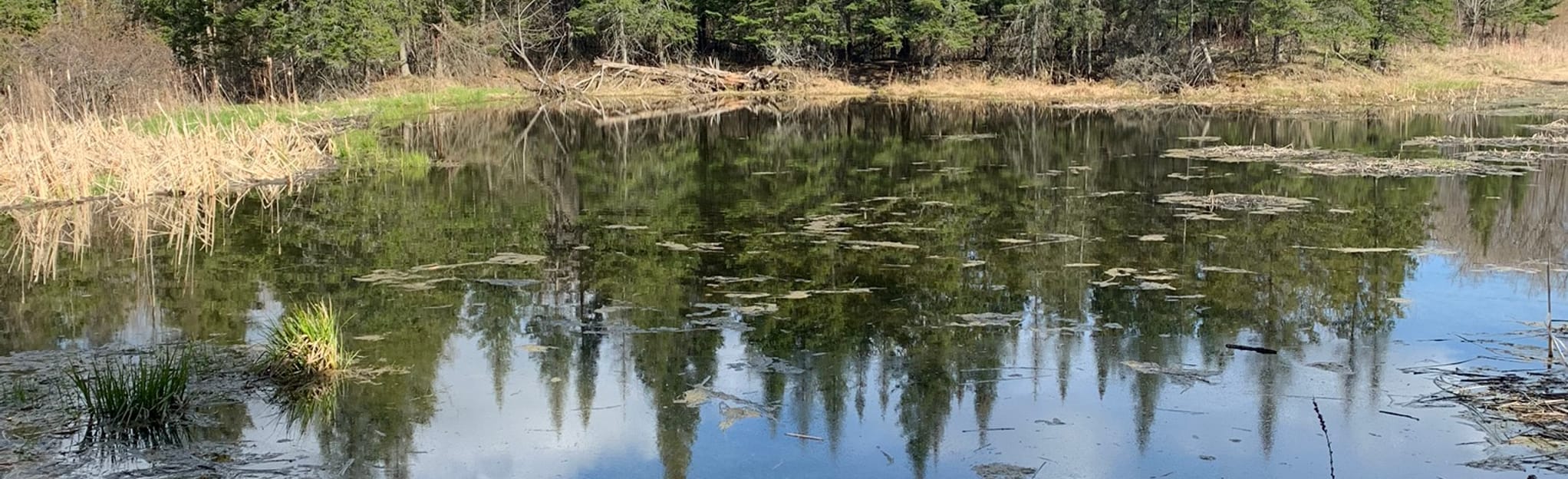 Trillium Woods and Bullfrog Run Trail Loop 95 Reviews, Map Ontario, Canada AllTrails