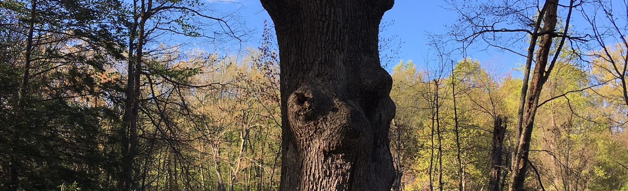 Great Oak Park Loop, Connecticut 32 Reviews, Map AllTrails