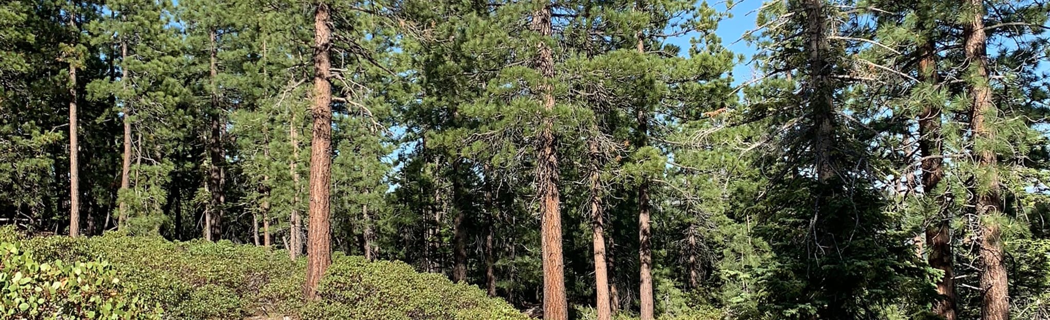 AllTrails Crystal Mine Trail 32 Reviews, Map California