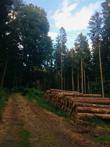 Durch den Kasselgrund ab Naturfreundehaus Günthersmühle