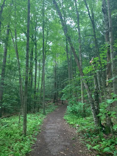 10 Best Hikes and Trails in Mount Toby State Forest | AllTrails