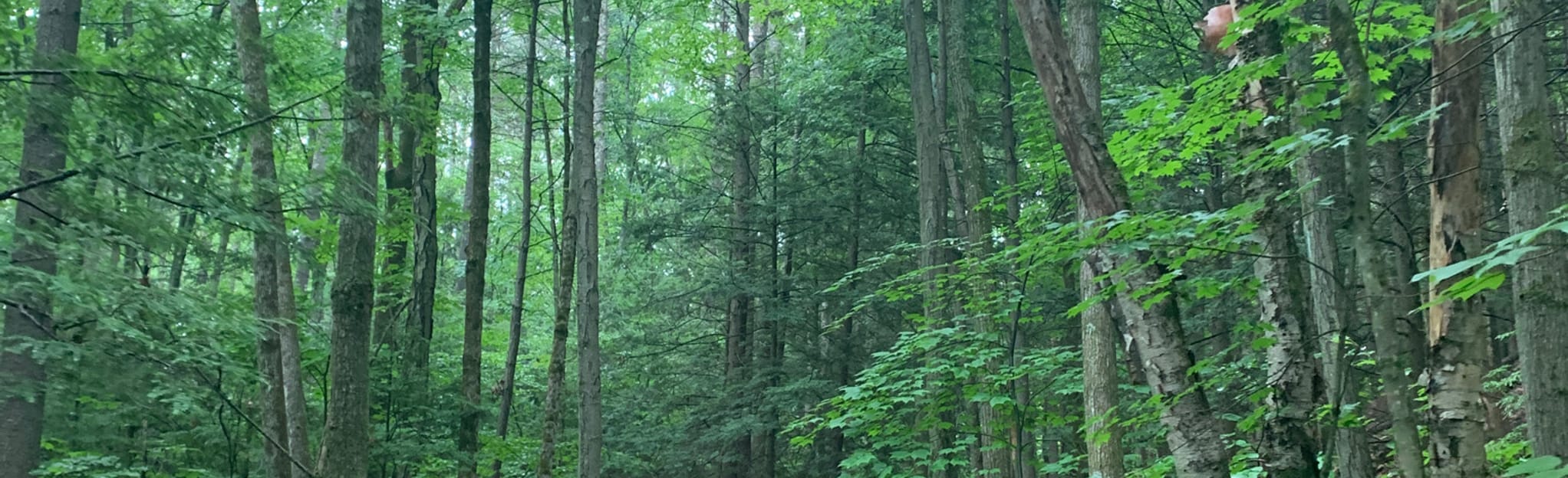 Sunderland Caves and Sugar Shack via Robert Frost Trail 679 fotos