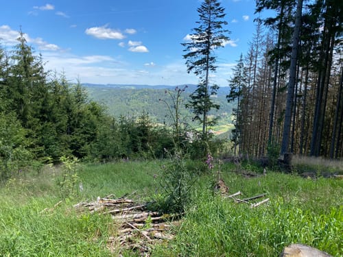 Allerswald-Weg RT 14