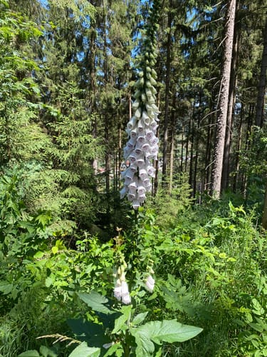 Wallenfels - Geuser - Radspitze