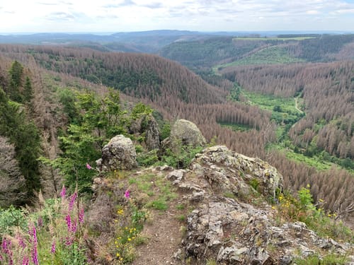 Blick ins romantische Odertal