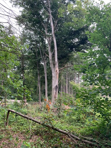 Wanderung bei Winnekendonk