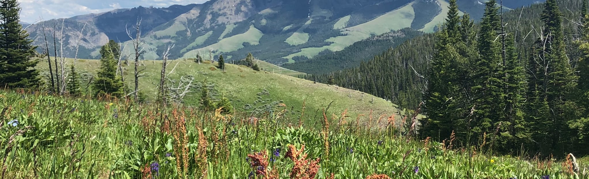 Buffalo Horn Pass from Tom Miner Campground Map, Guide Montana