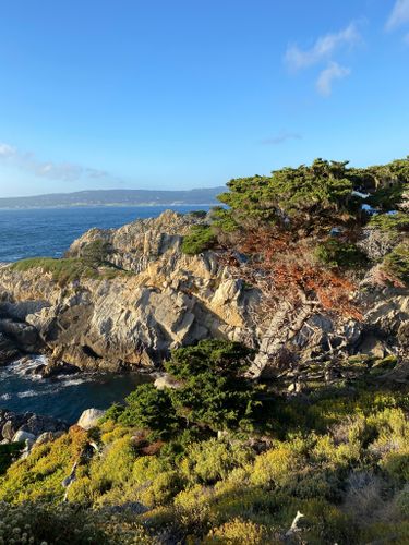 are dogs allowed at point lobos state park