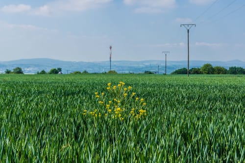 Sayn, Höhr-Grenzhausen, und Weitersburg Rundweg