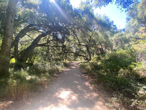 are dogs allowed in angelenos forest