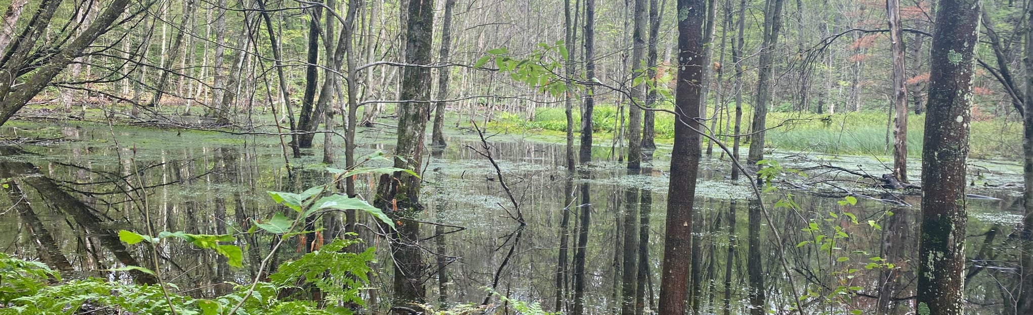 Hungerford Lake Recreation Area Cross Country Ski Trails 81 Reviews