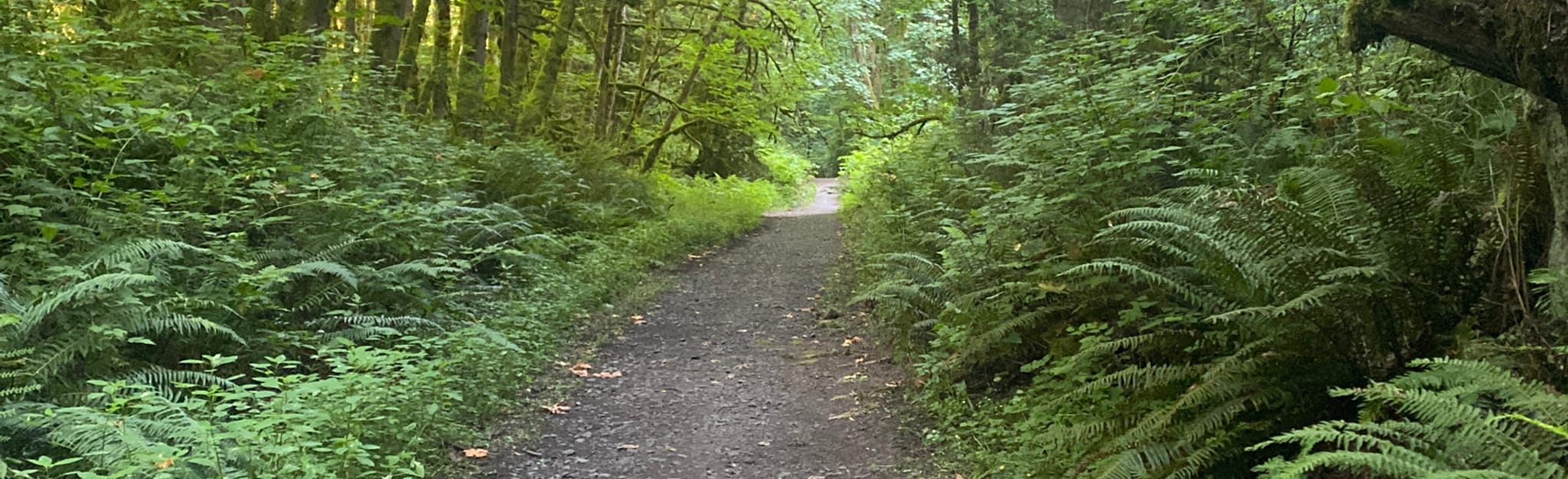 Firelane 10, Wildwood, Newton, and BPA Road Loop via Linnton Trailhead