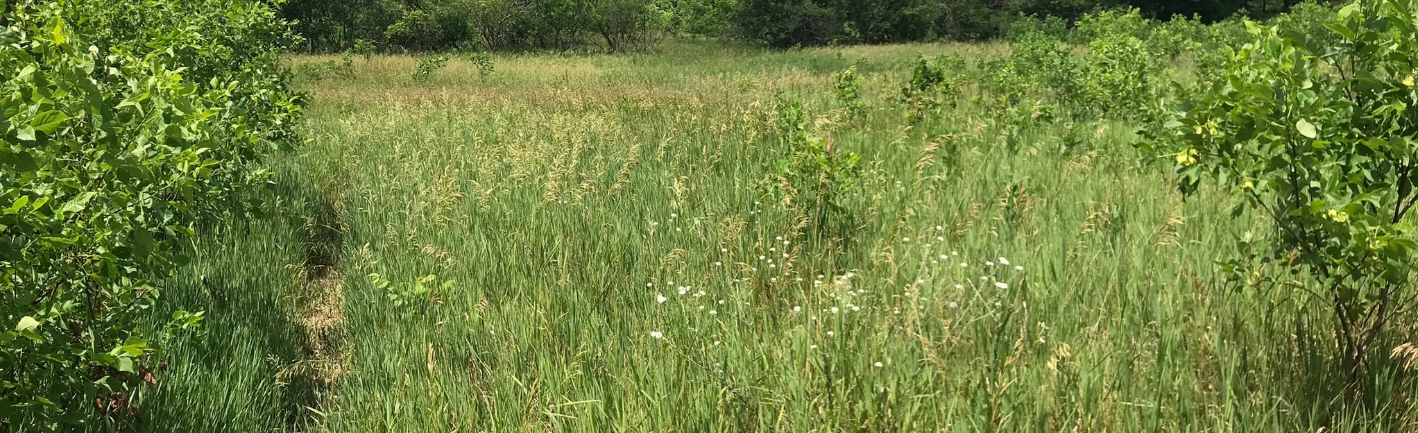 AllTrails Two Rivers Greenspace Loop Trail 14 Reviews, Map Michigan