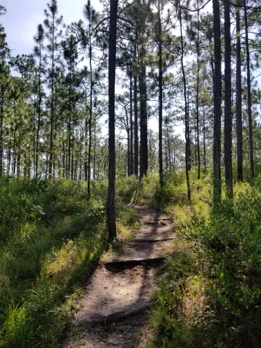 Best Mountain Biking Trails In Hattiesburg | AllTrails