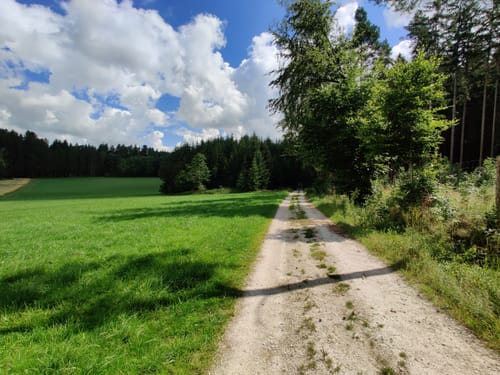 Im Hemauer Wald
