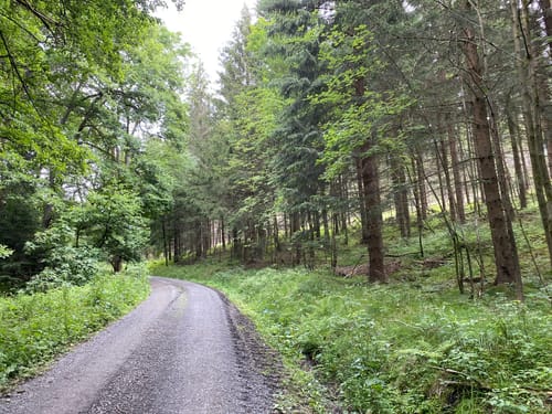 Zum Bechlerstein und der Dicken Tanne