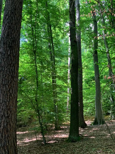 Rundwanderweg Nr.15 "Joggelibrunnen"