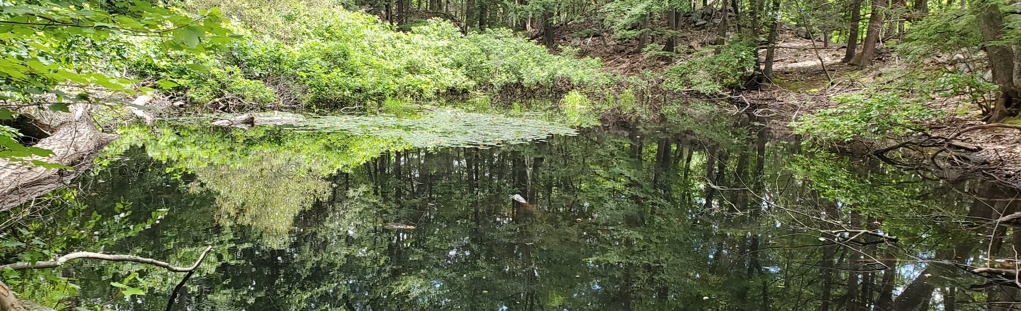Little Tom Mountain via Woodland Trail Massachusetts AllTrails