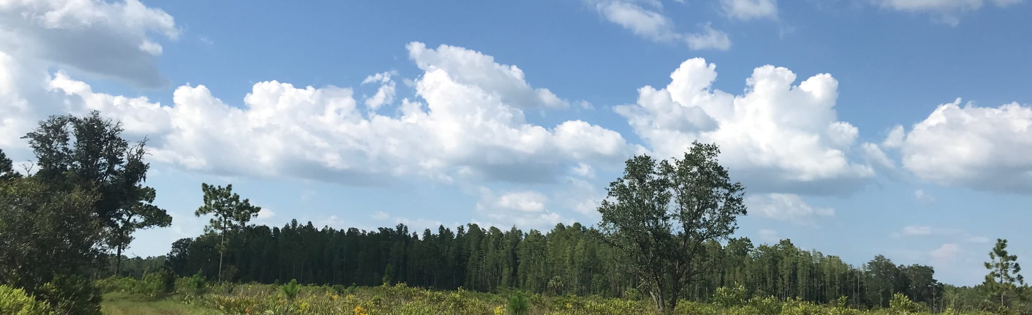 Oakridge Equestrian Trail, Florida 93 Reviews, Map AllTrails