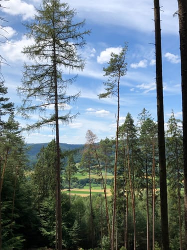 Spessartbiken 01: Roßbacher Täler Tour
