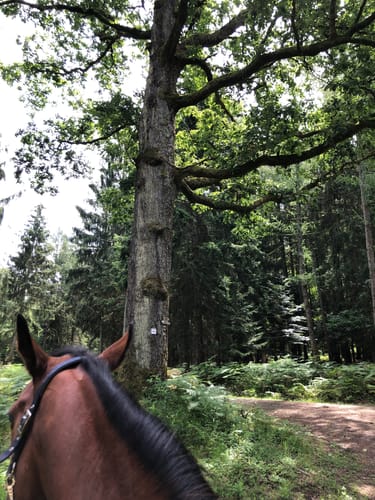 Spessartbiken 01: Roßbacher Täler Tour