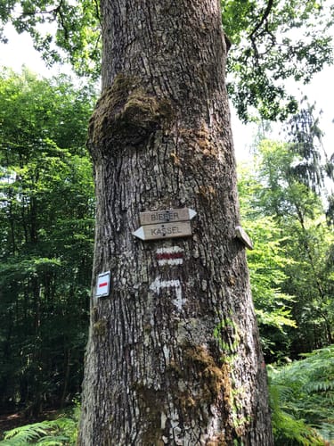 Spessartbiken 01: Roßbacher Täler Tour