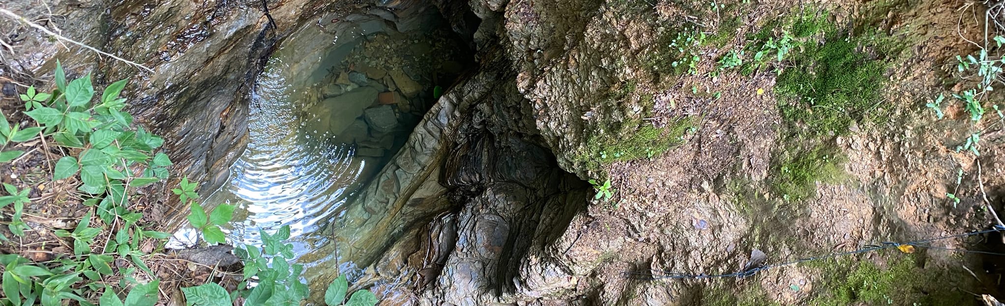 McCallum Park Trail 24 Reviews, Map Alabama AllTrails