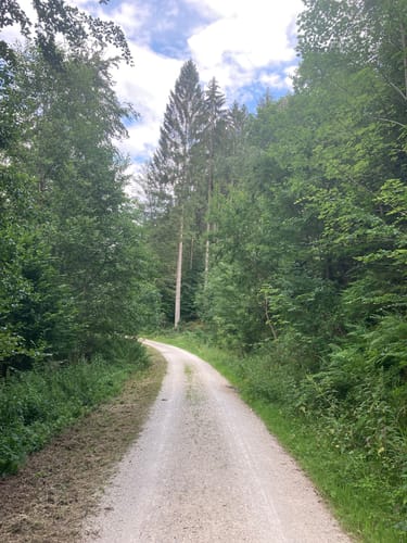 Bachhalde über Jagdhundefriedhof