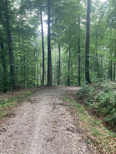 Bachhalde über Jagdhundefriedhof