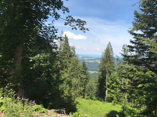 Zinnkopf