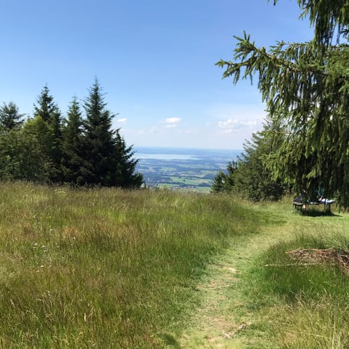 Zinnkopf